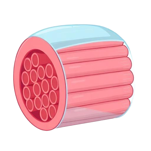 Illustration of a healthy muscle protected by dystrophin.